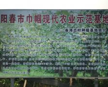 源自陽春農(nóng)業(yè)基地
