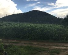2018陽春志檸農業基地