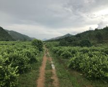 2018陽春志檸農業基地