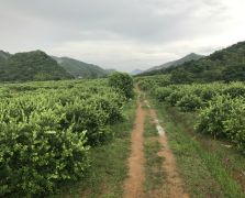 2018陽春志檸農業基地