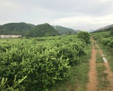 2018陽春志檸農業基地