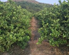 2018陽春志檸農業基地