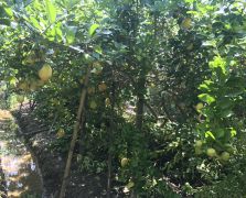 2018陽春志檸農業基地