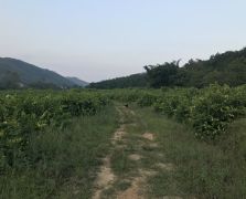 2018陽春志檸農業基地