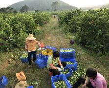 辛勤工作的村民們