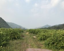 2018陽春志檸農業基地