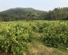 2018陽春志檸農業基地