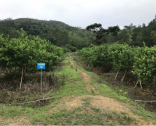 檸檬果場
