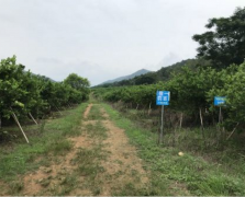 檸檬果場