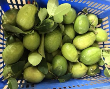 檸檬很大很新鮮