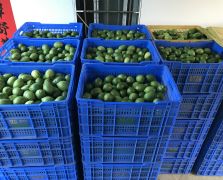 大量鮮果