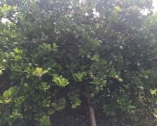 種植場地