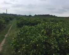種植場地
