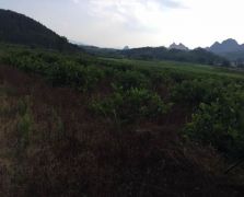 臺(tái)灣四季香水檸檬