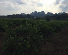 臺(tái)灣四季香水檸檬