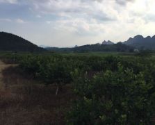 臺(tái)灣四季香水檸檬