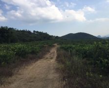 臺(tái)灣四季香水檸檬