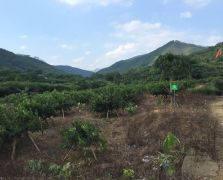 臺(tái)灣四季香水檸檬