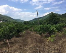 臺(tái)灣四季香水檸檬