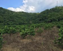 臺(tái)灣四季香水檸檬
